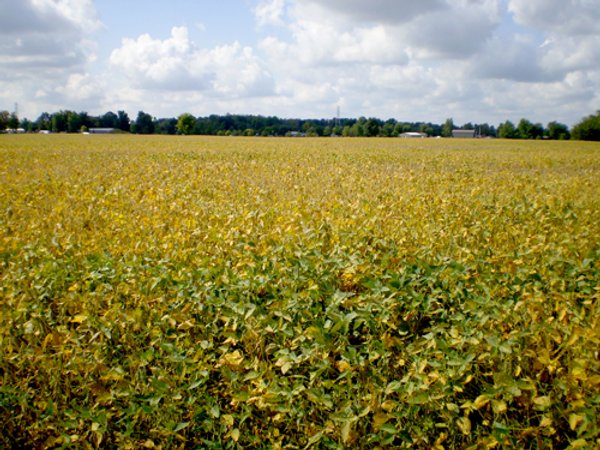 75+/- Acres in 9 Tracts